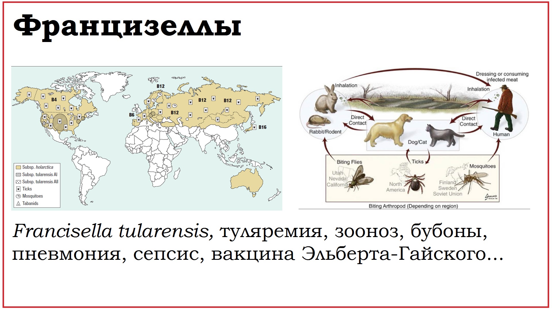 35. Клинически значимые бактерии рода Francisella