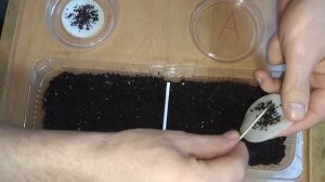 Посадка Актинидии и Киви из косточки.Часть 1!!!Planting Actinidia and Kiwi from the bone. Part 1 !!