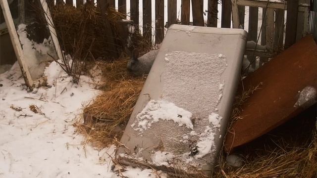 ВЫСЕЛИЛ КРОЛИКОВ ЗИМОЙ НА УЛИЦУ! В ДЕРЕВНЕ ПЕРЕЕЗД! КРОЛИКОВОДСТВО ПОД ОТКРЫТЫМ НЕБОМ! смотреть онлайн