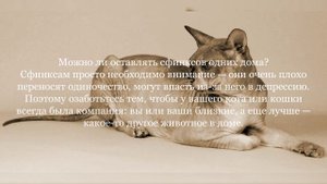 Донской сфинкс