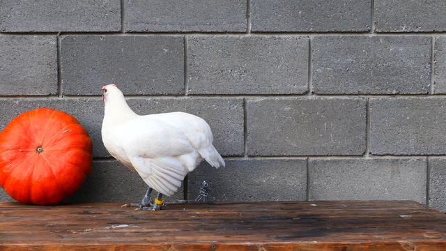 Бресская курочка на скамье ожидания 1