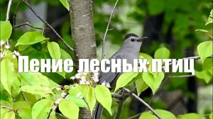 Звук природы. Пение лесных птиц