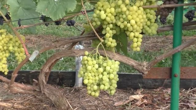 Виноград Беларуси .Лидчина . Сорт Алешенькин. смотреть онлайн