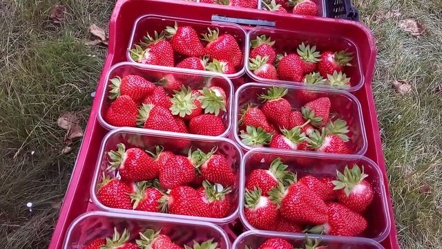44 Как собирают клубнику на фермах в Великобритании 4-е из 4-х коротких видео