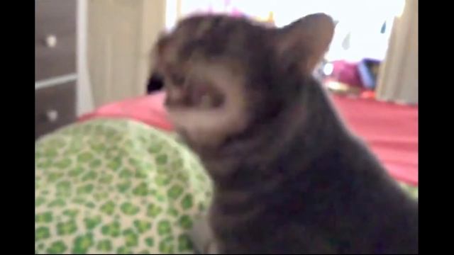 Кот чихает! смотреть онлайн