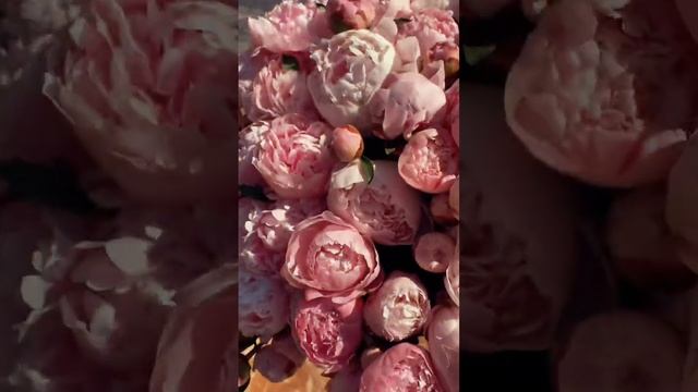 КТО ОТМЕЧАЕТ ДЕНЬ СВЯТОГО ВАЛЕНТИНА? #путешествия #valentinesday #праздник смотреть онлайн