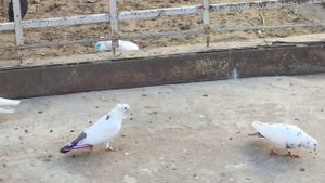 #Pigeon.От чего голуби падают на ноги и на крыло.