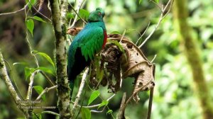 Crested Quetzal - Manu road, Cusco.