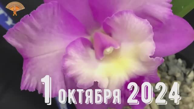 Грабли веерные Для любителей канала Грабли Live 01 10 2024