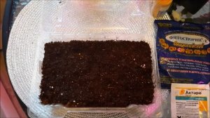 Колеус- король тенистого сада. |Посев Колеуса.| Выращивание Колеуса из семян.