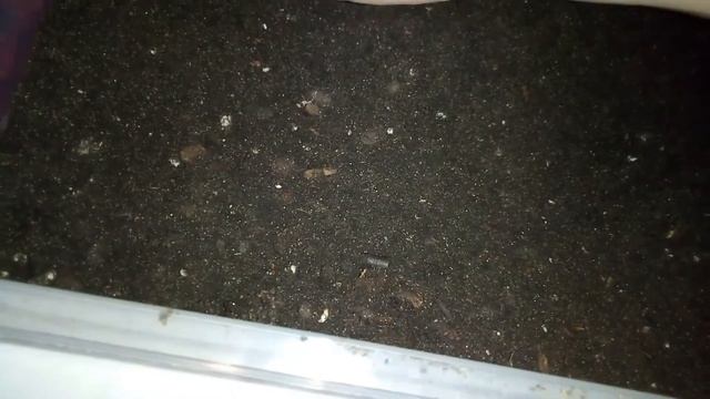 Как Вырастить Перец в Домашних Условиях #2 смотреть онлайн