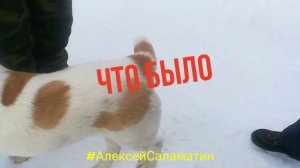 Дрессировка Алабай Дневник кинолога. Алексей Саламатин