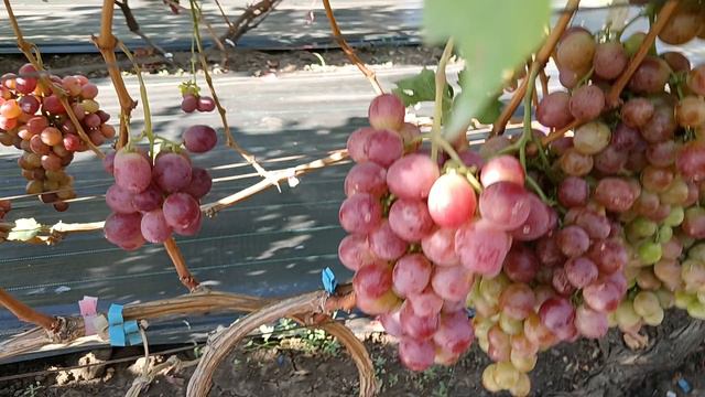 Виноград Художник, Флагман(Калугин В. М.) Виноградник Король В. Н. г. Краснодар Slava.King2007@mail. смотреть онлайн