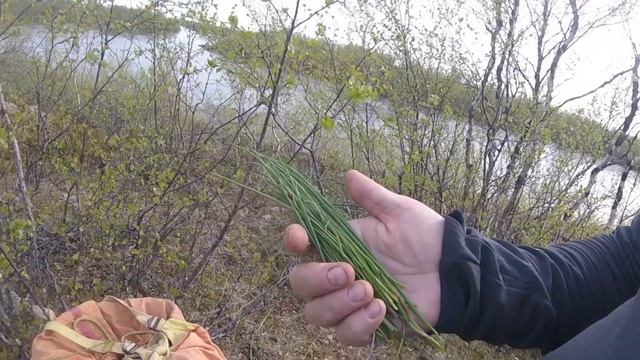 ЗЕЛЕНЫЙ ЛУК в лесотундре на Кольском / GREEN ONION in the tundra on the Kola Peninsula