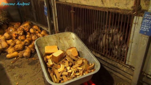 Вкусняшки для нутрий спасибо подписчикам смотреть онлайн