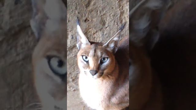 Каракал. Самые прекрасные глаза. Caracal. смотреть онлайн