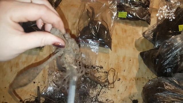 САЖЕНЦЫ ПОЧТОЙ! ОГРОМНАЯ ПОСЫЛКА! Многолетники и розы! Какого качества посадочный материал!
