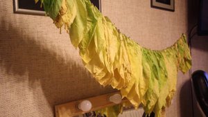 Выжелчивание и сушка табака