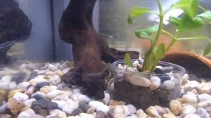 Тритоны обыкновенные (lissatriton vulgaris)