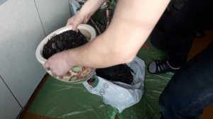 Пересадка взрослого большого фикуса))