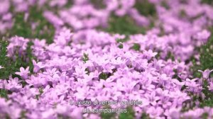 Piet Kuivenhoven – horticulteur du Campanula Adansa et Ambella (France)