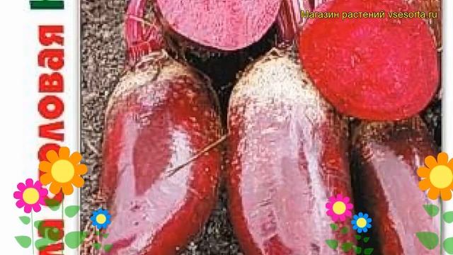 Свекла столовая Командор. Краткий обзор, описание характеристик beta vulgaris Komandor смотреть онлайн