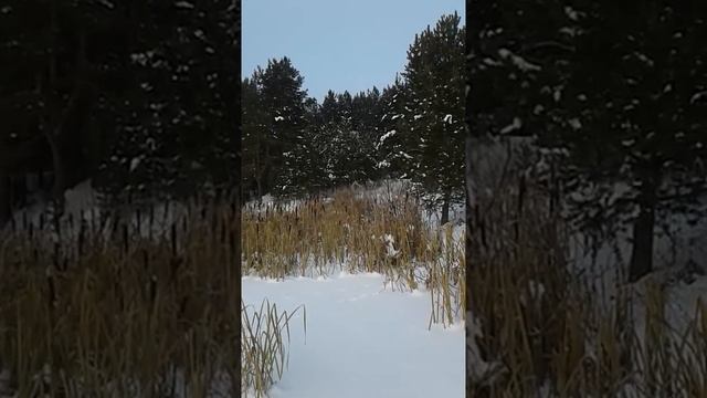 Мотособака Мухтар7 с лыжным модулем смотреть онлайн