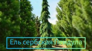 ТОП 5 ЕЛЕЙ С УЗКОЙ КРОНОЙ.