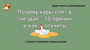 Почему куры спят в гнездах – 10 причин и как отучить