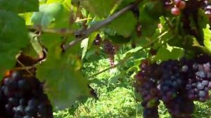 Кишмиш уникальный