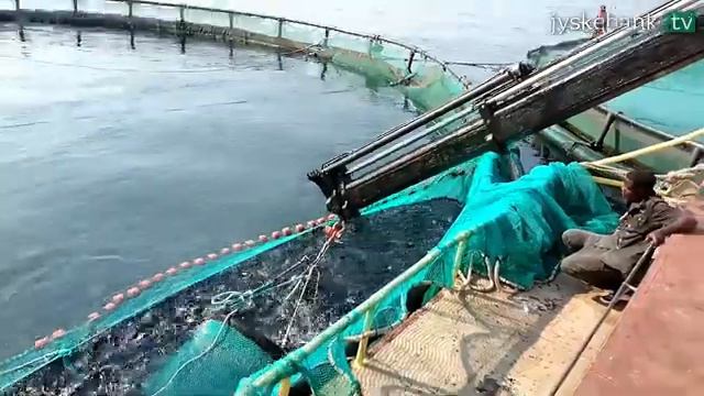 EY Entrepreneur Of the Year, Aller Aqua klar til vm i entreprenørskab смотреть онлайн