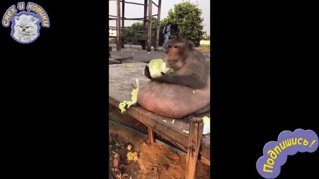 Очень Толстая Обезьяна | Обезьяна С Пивным Животом смотреть онлайн
