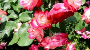 НЕПРИХОТЛИВЫЕ СОРТА РОЗ... И ПРОСТО "МАРУСЯ") #розы #розывсаду #цветениероз #счастливыйсадовод