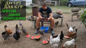 Что едят на десерт наши куры - арбузы, дыни, помидоры, виноград