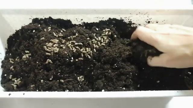 ЗИМОВКА ЭУСТОМЫ ДОМА с осени до весны! РЕАНИМИРУЮ УМИРАЮЩИЕ ЦВЕТЫ смотреть онлайн