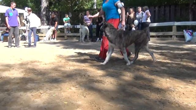 Выставка алабаев.СПб 23.08.2015. Промежуточный - вне ринга. смотреть онлайн