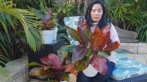 My Colorful Philodendron Prince of Orange and Philodendron Red Sun