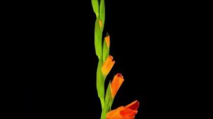 Музыка Сергей Грищук! Потрясающая и Проникновенная музыка до глубины души! Послушайте