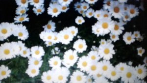 Поповник обыкновенный( луговая ромашка):полезные свойства и применение.