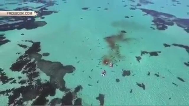 70 акул съели огромного кита – видео смотреть онлайн