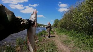 Стрелецкий ручей ☝️ ловля пассивной щуки на воблеры| платник