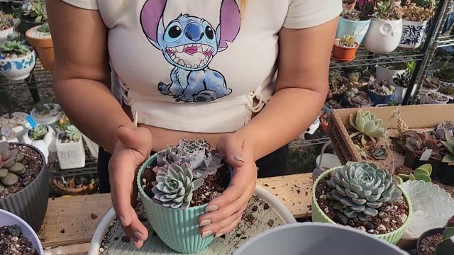 Trasplantado Suculentas смотреть онлайн