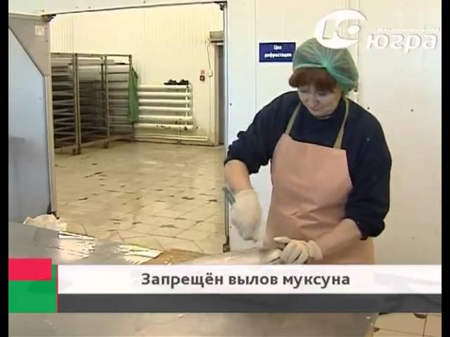 В Югре запретили ловить муксуна