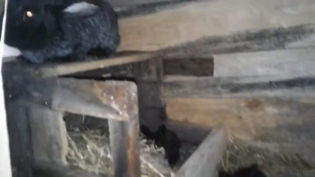 ?Порода чорна серебристая? смотреть онлайн