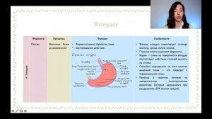 ПИЩЕВАРИТЕЛЬНАЯ СИСТЕМА | СТРОЕНИЕ И ФУНКЦИИ ЖЕЛУДКА | РАБОТА СФИНКТЕРА К ОГЭ И ЕГЭ ПО БИОЛОГИИ