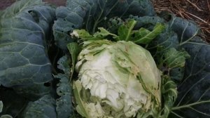 Почему трескается капуста