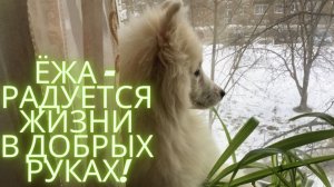 Прилетели спасёныши! Ёжка оплачена! Наши новости