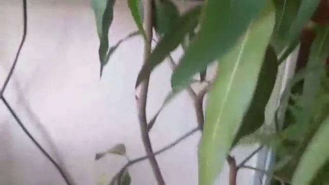 Эвкалипт лимонный (лат. Corymbia citriodora)