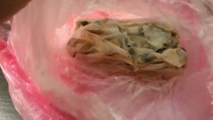 Как вырастить кедр из орешка - Опыт 1