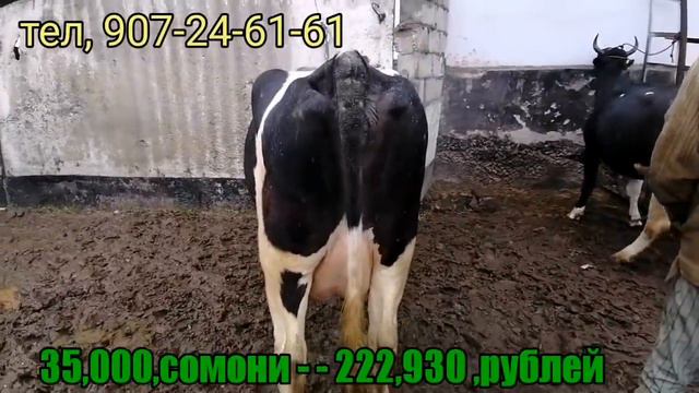 Молбозор и Ленски район нархи гови ширте